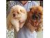 PoulaTo: Chow Chow